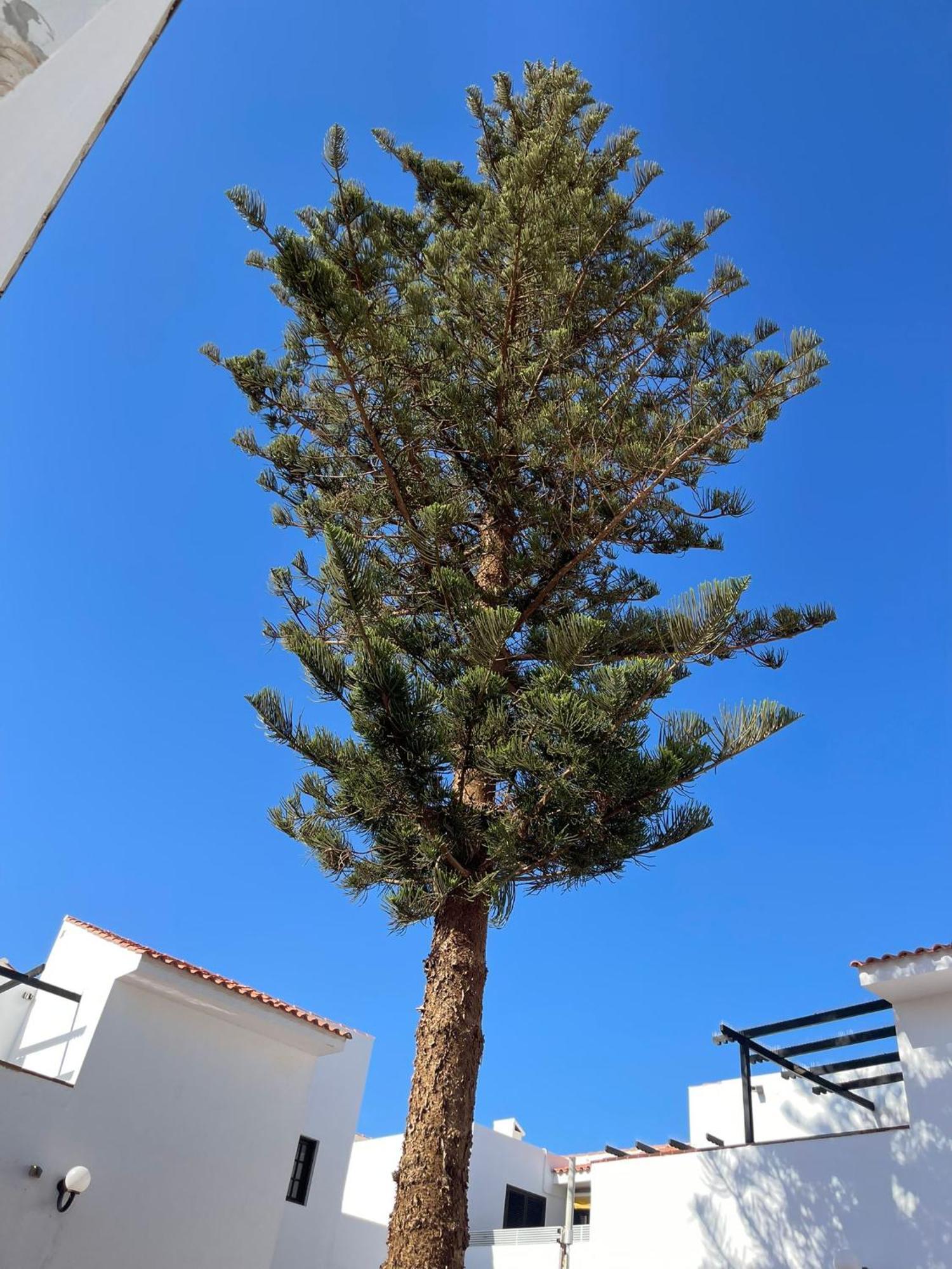 Apartamento Villa Florida 116 カレタ・デ・フステ エクステリア 写真